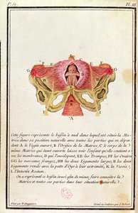 Diagrama transversal del útero, de un libro de Madame Angelique Le Boursier du Coudray (1714-94) grabado por J. Robert, 1783 de P. Chapparre